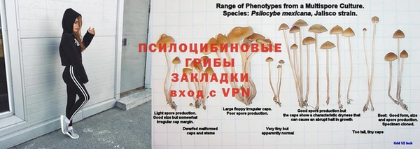 прущие грибы Козловка